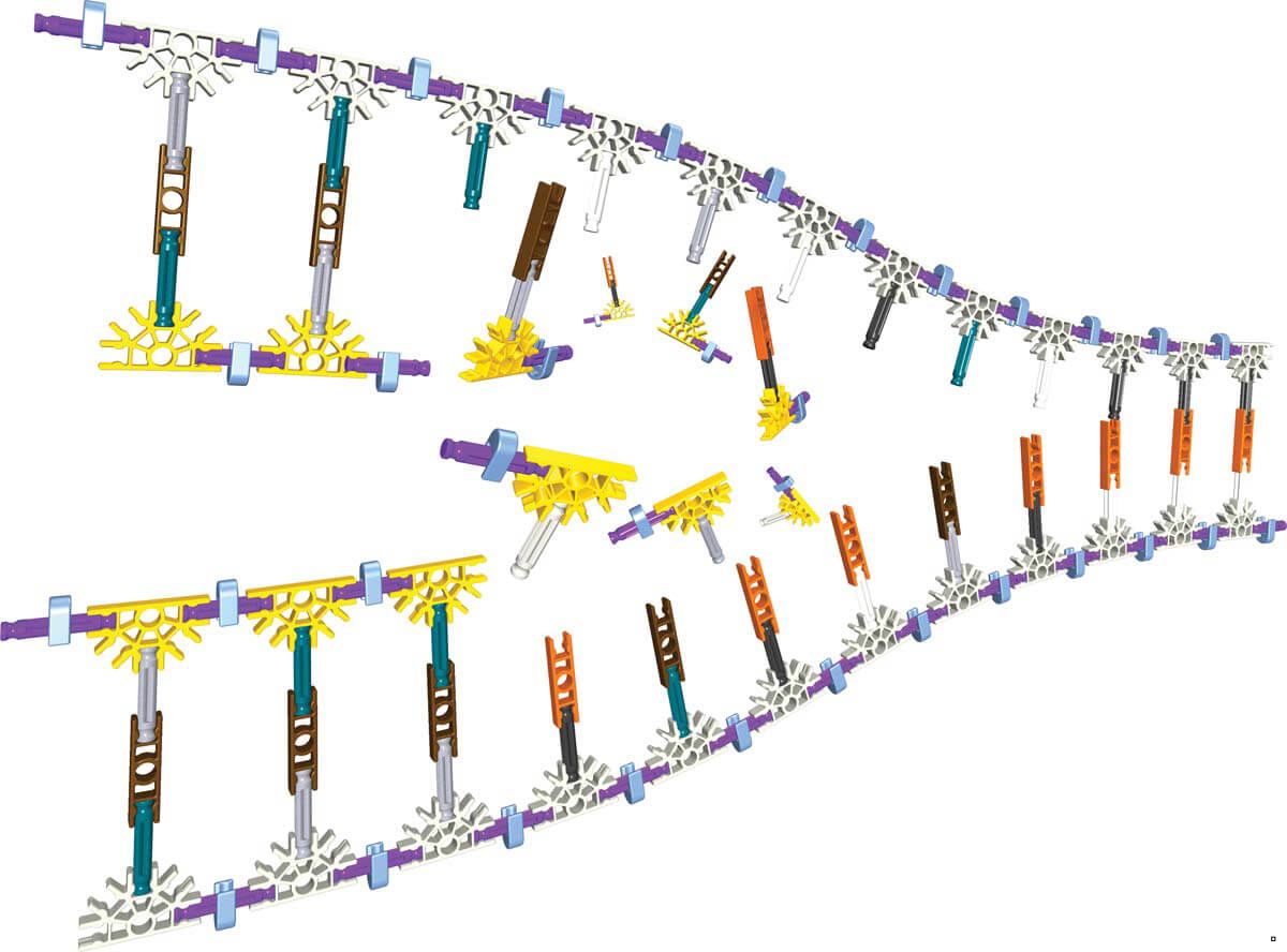 Набор днк. Конструктор k’NEX «набор ДНК, репликации и транскрипции»\ 78780. Генетический конструктор. Конструктор для сборки ДНК. Репликация анимация.